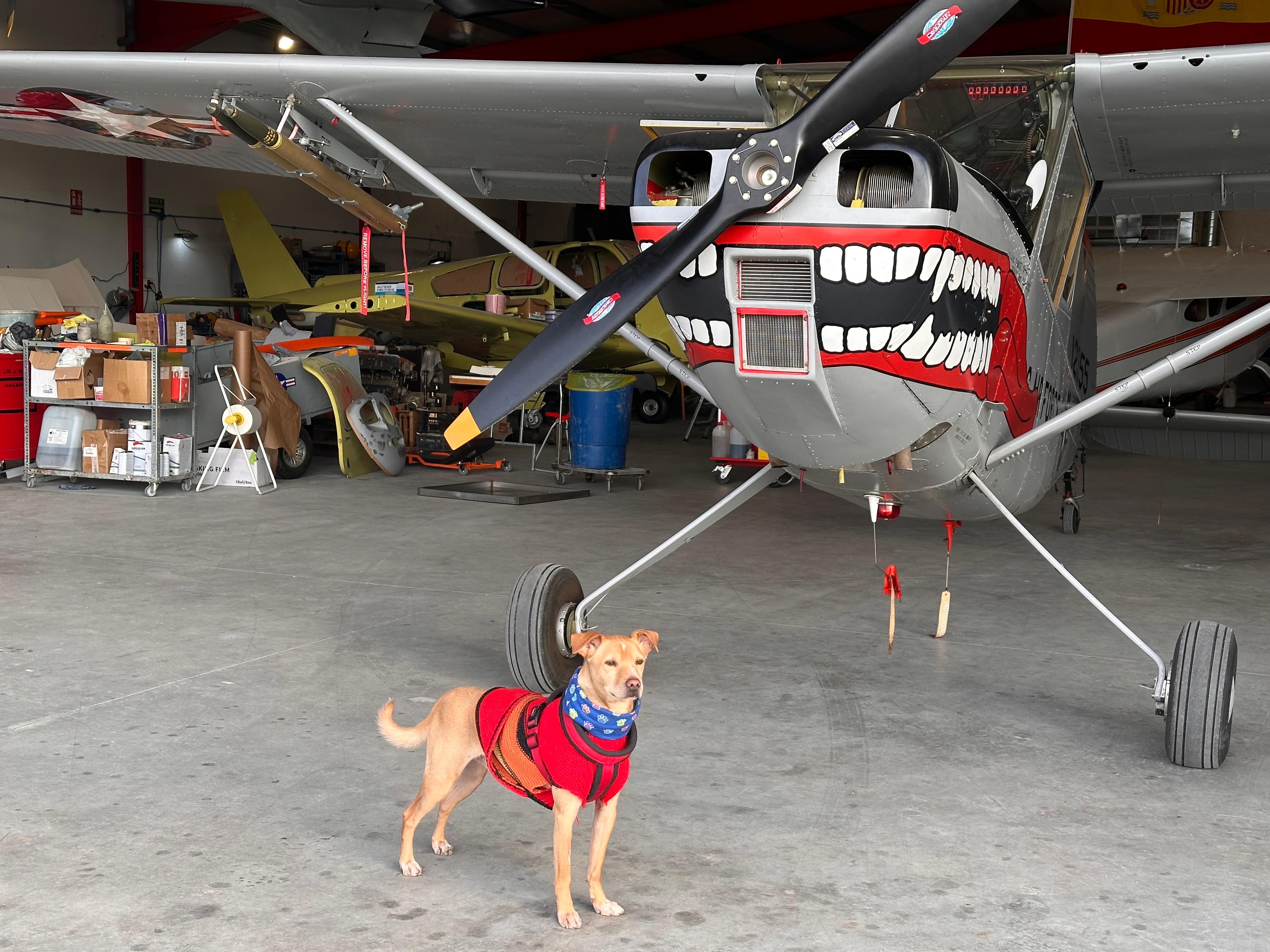 Cessna - Cessna L-19 Bird Dog - main photo